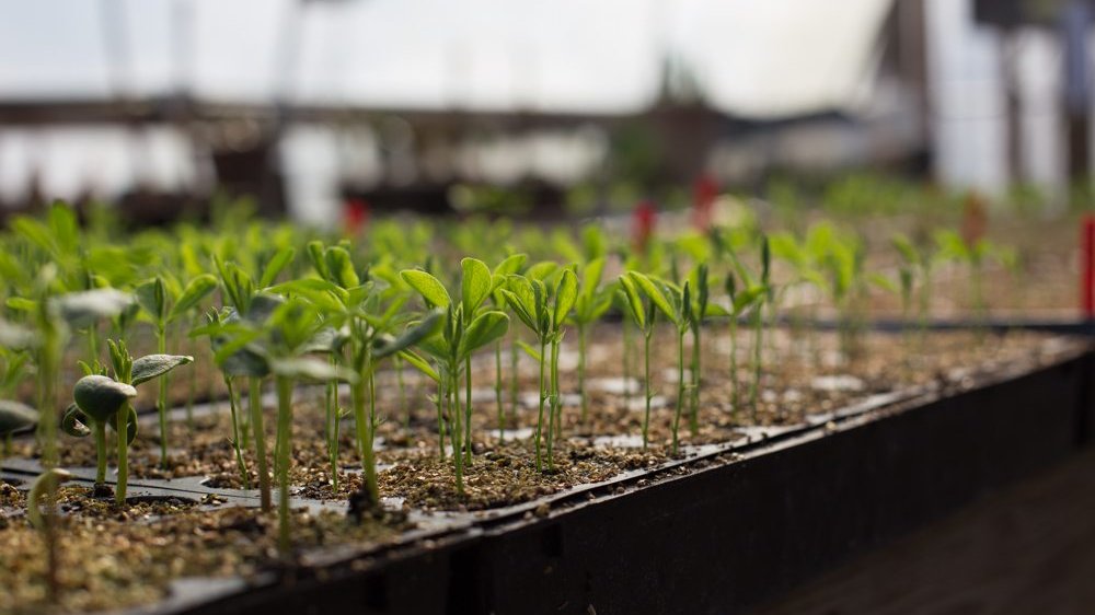 Seedlings growing in a smart propagator with controlled temperature and humidity